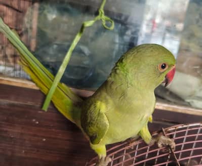 Ringneck baby