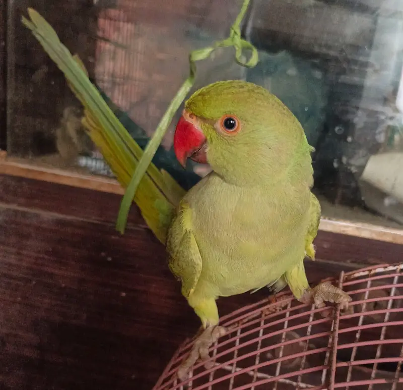 Ringneck baby — photo 2
