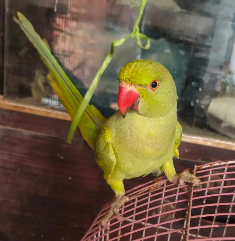 Ringneck baby — photo 3