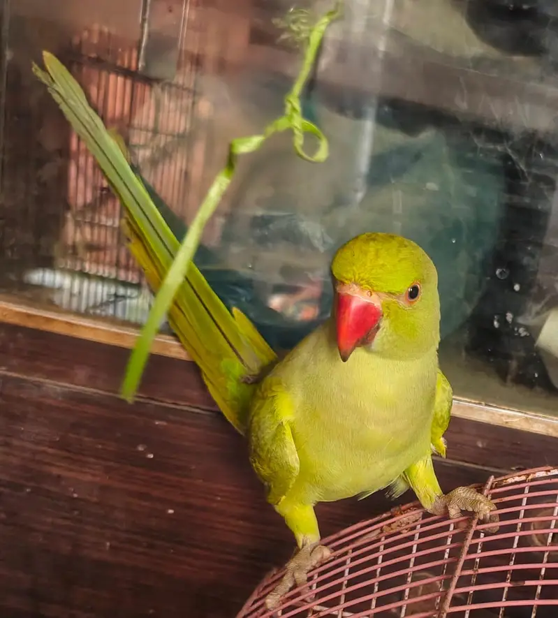 Ringneck baby — photo 4