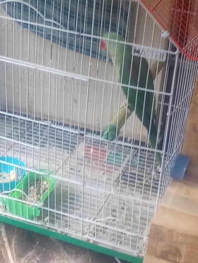 Pahari parrot breeder pair