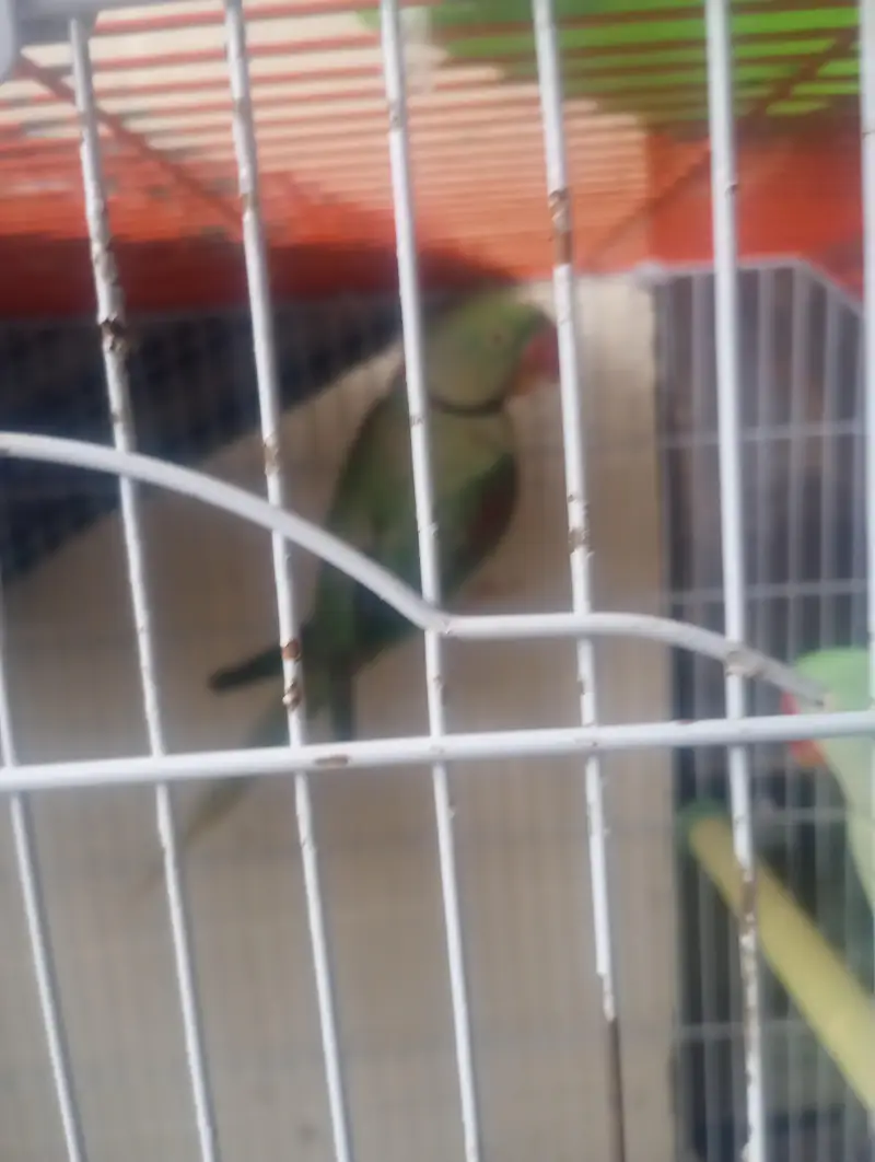 Pahari parrot breeder pair with cage — photo 2