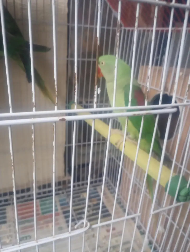 Pahari parrot breeder pair with cage — photo 3