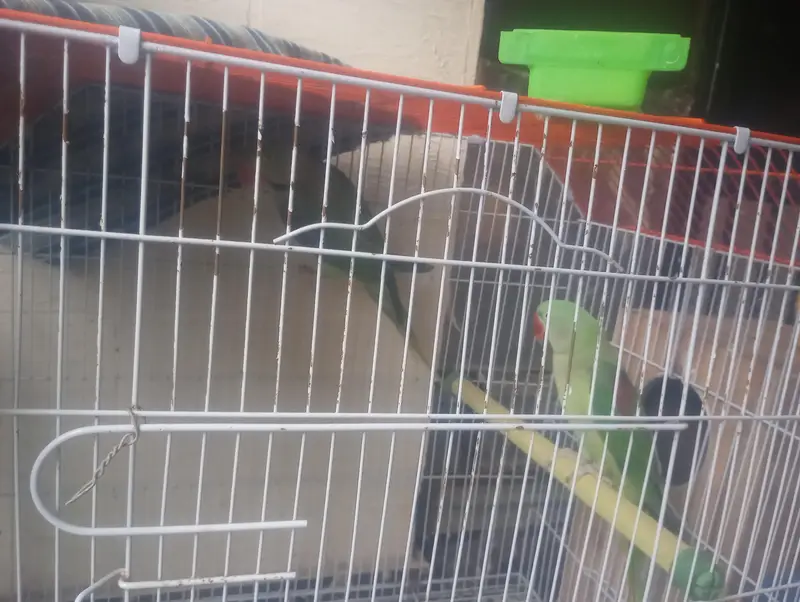 Pahari parrot breeder pair with cage — photo 4