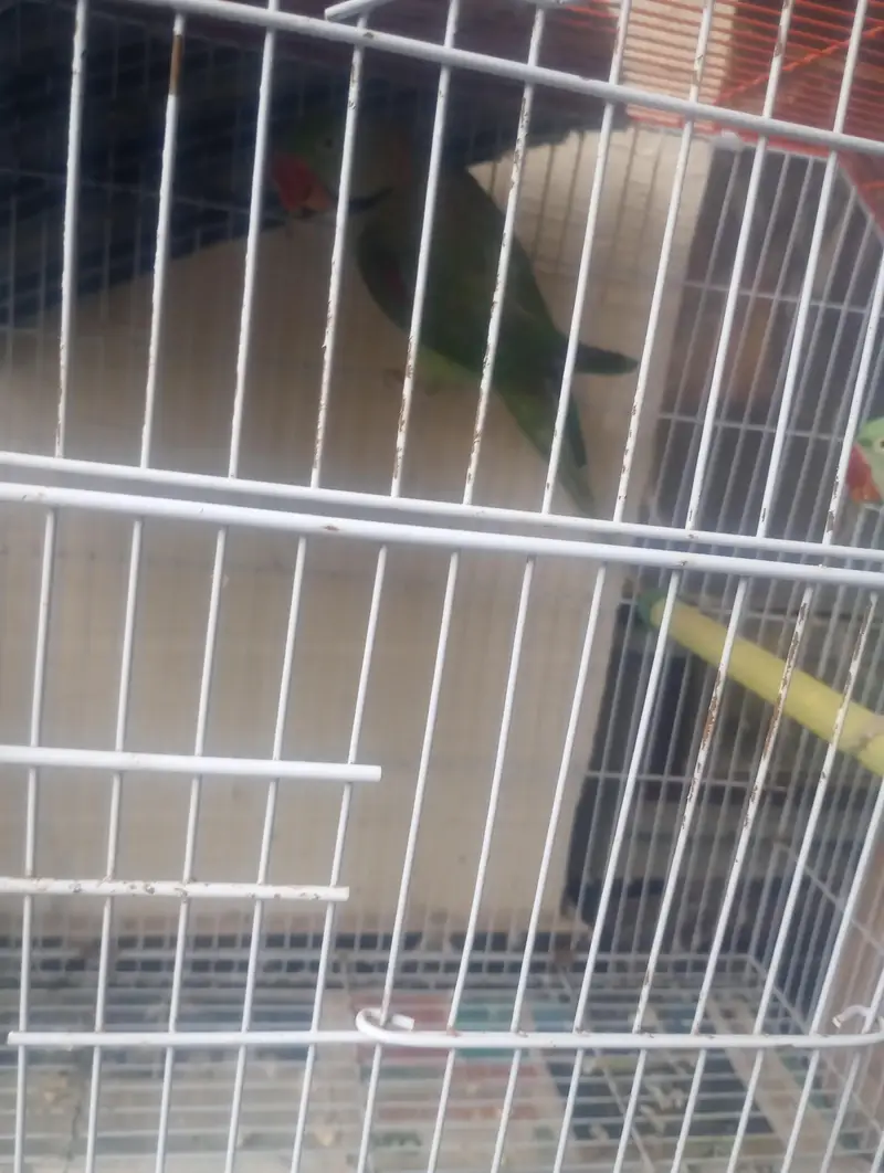 Pahari parrot breeder pair with cage — photo 5
