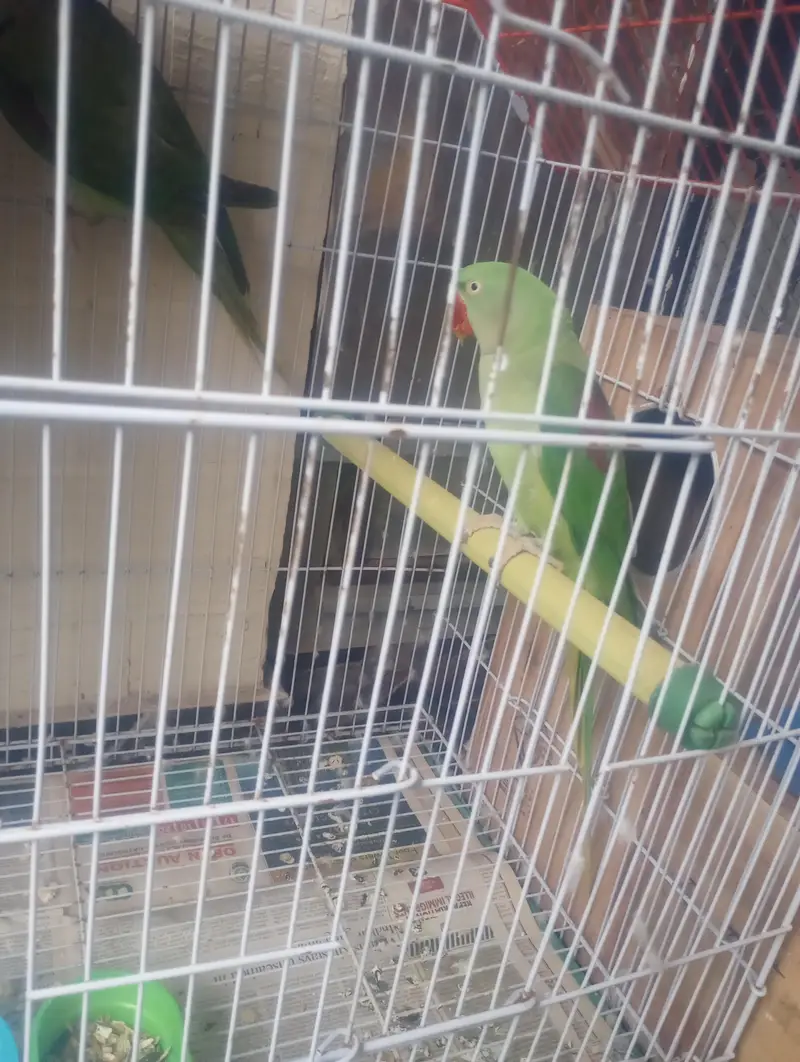 Pahari parrot breeder pair with cage — photo 6