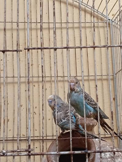 breeder pair for sale+1 male  whatsap contact 03351639670