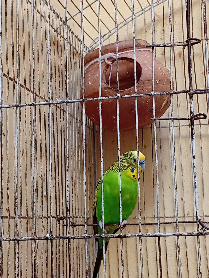 breeder pair for sale+1 male  whatsap contact 03351639670 — photo 2