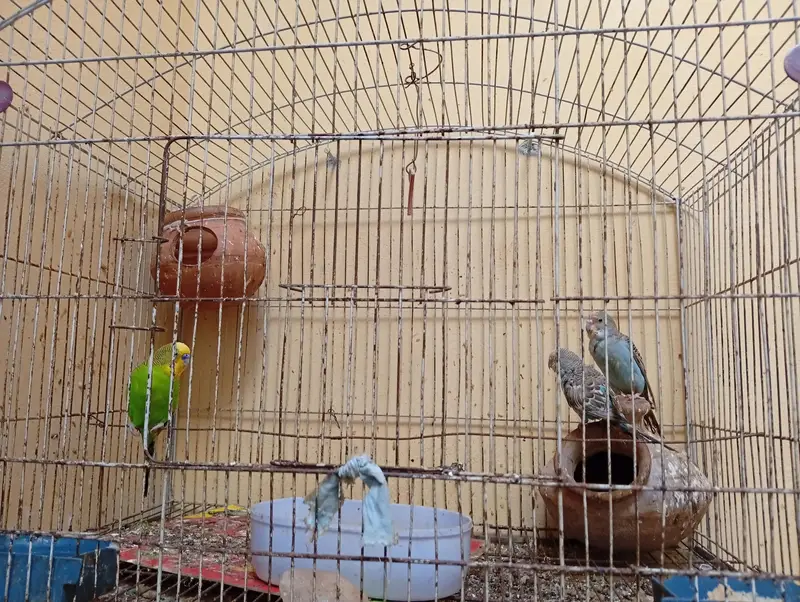 breeder pair for sale+1 male  whatsap contact 03351639670 — photo 3