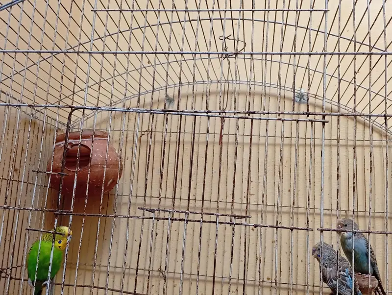 breeder pair for sale+1 male  whatsap contact 03351639670 — photo 4