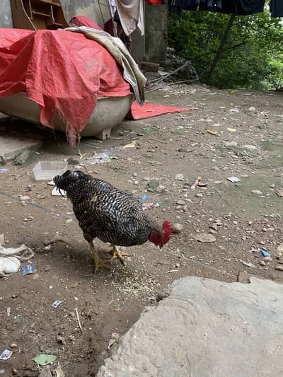 Desi Home Male Murga
