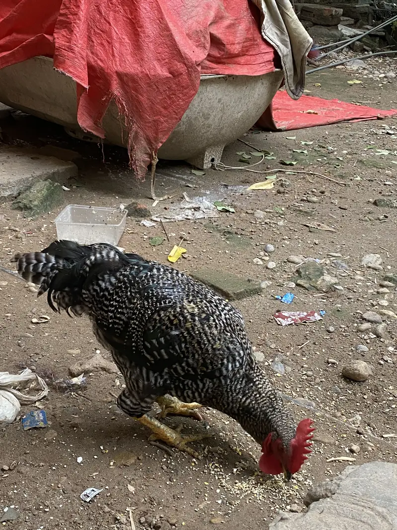 Desi Home Male Murga — photo 2