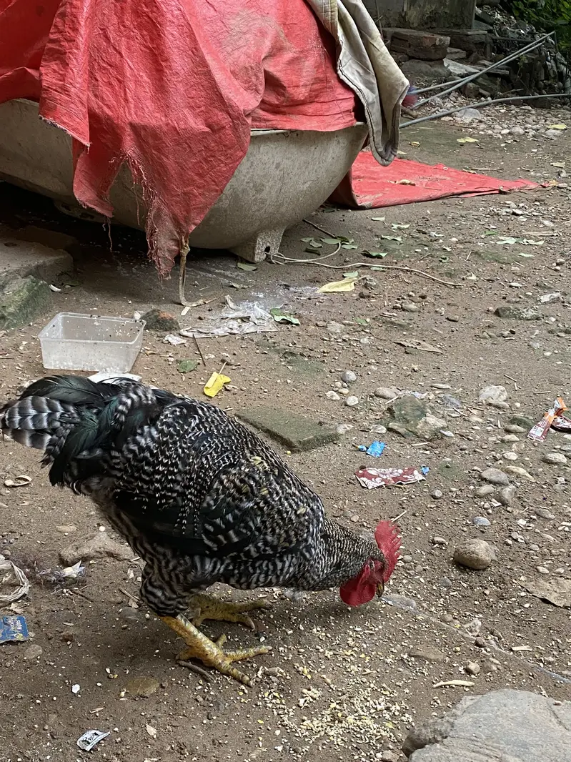 Desi Home Male Murga — photo 3