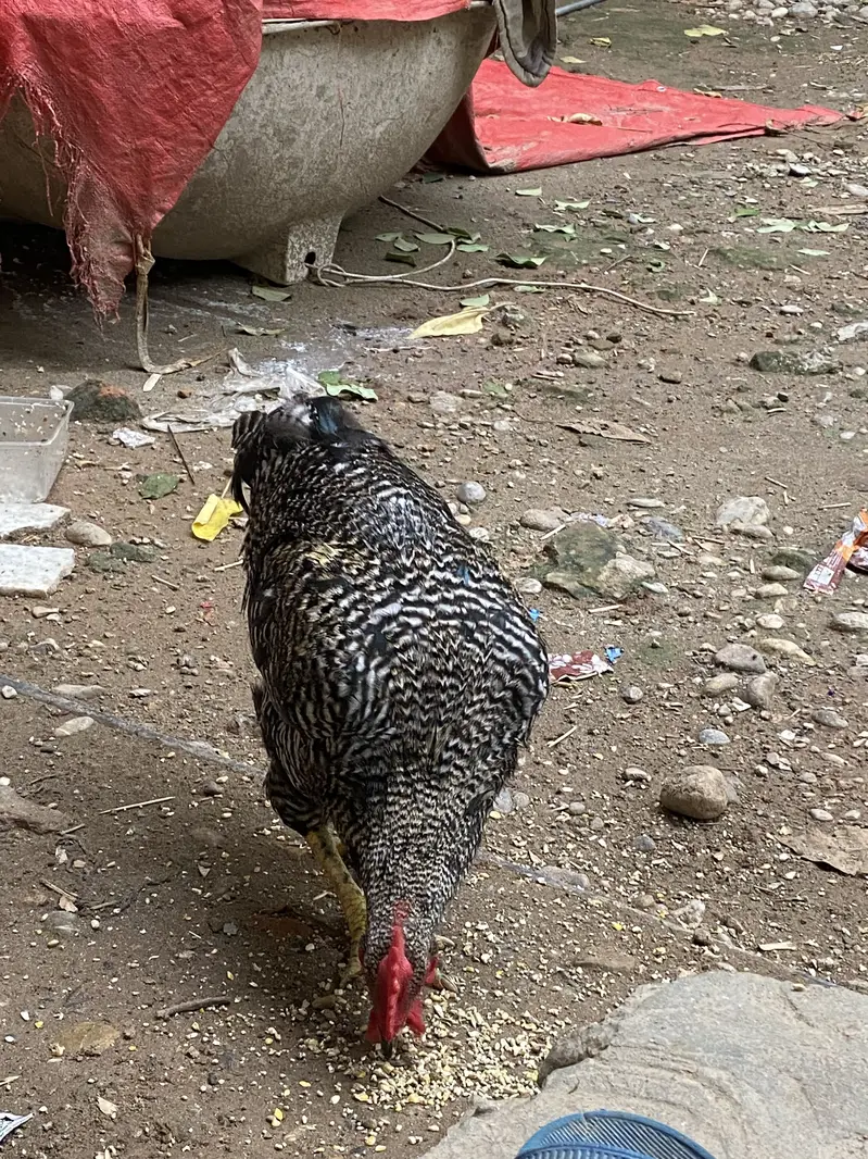 Desi Home Male Murga — photo 4