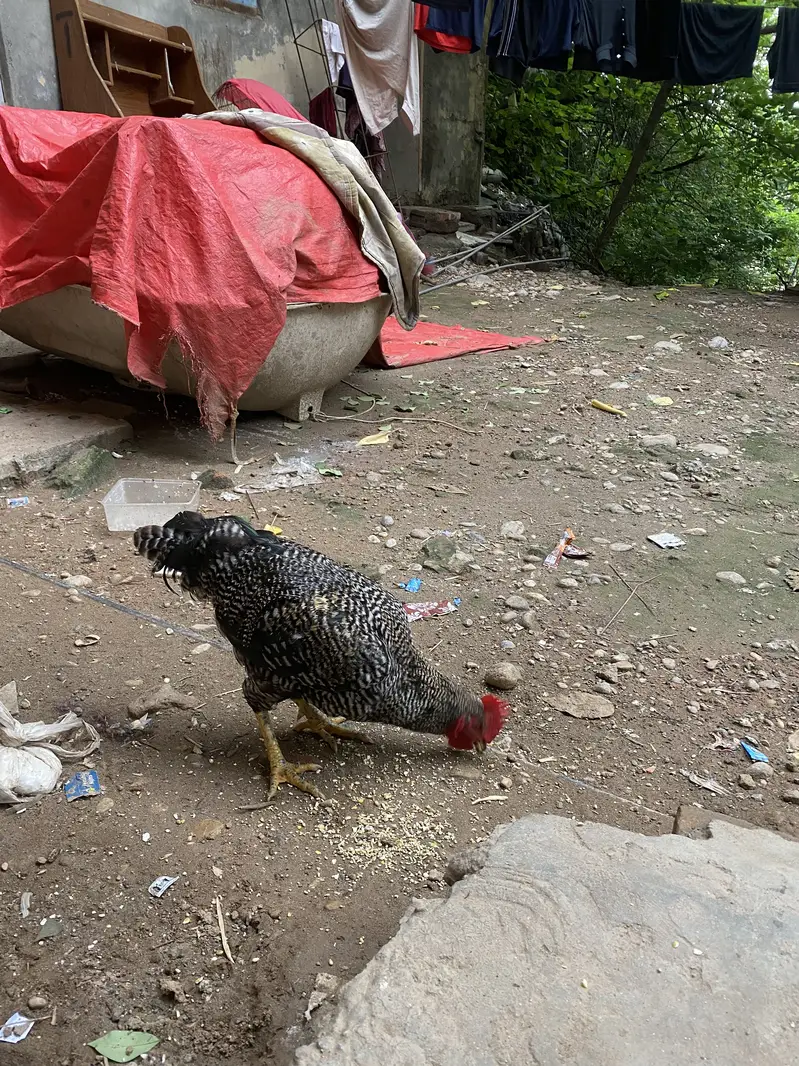 Desi Home Male Murga — photo 5