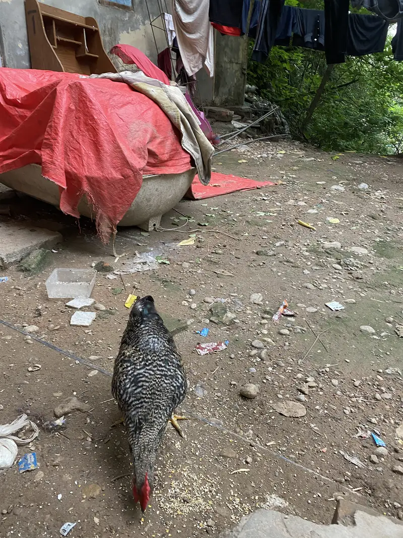 Desi Home Male Murga — photo 6