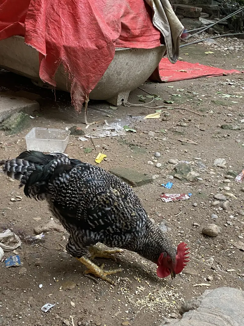 Desi Home Male Murga — photo 7