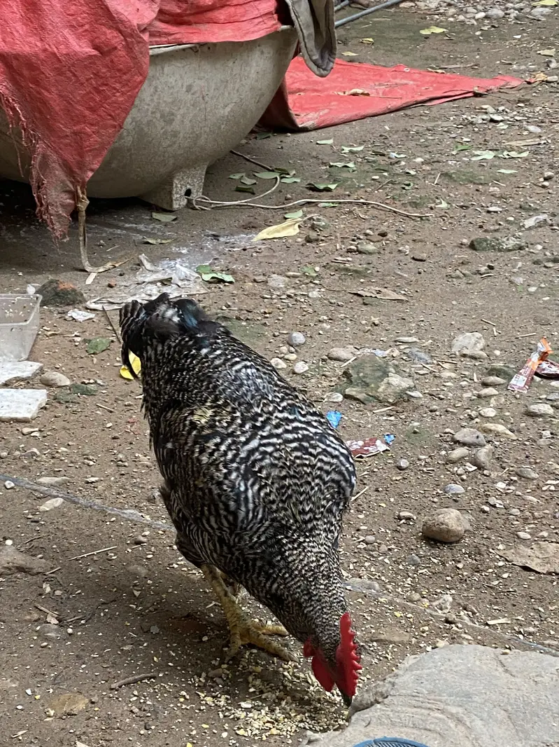 Desi Home Male Murga — photo 8