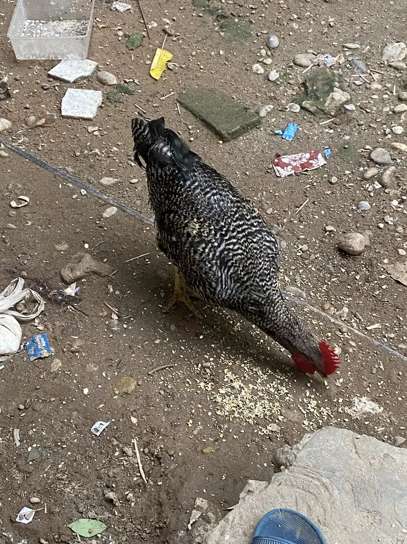 Desi Home Male Murga — photo 9