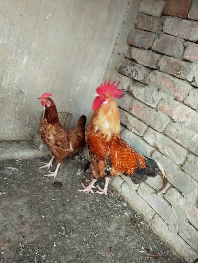 Desi Murga Pair