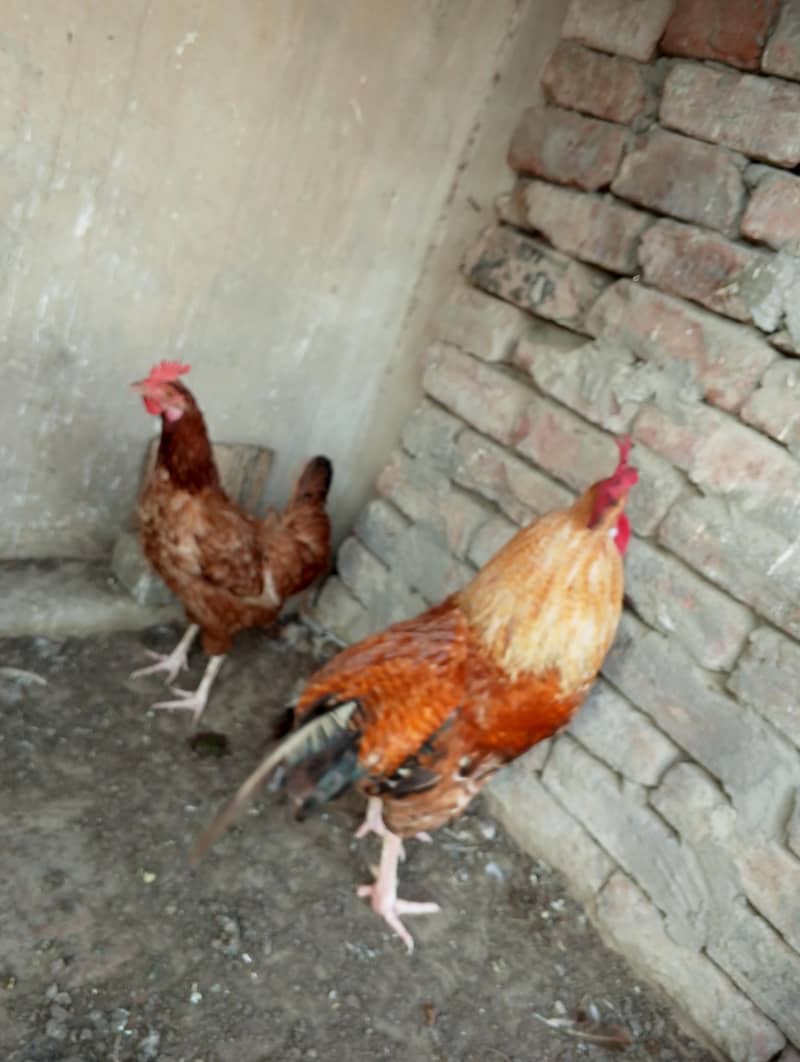 Desi Murga Pair 1