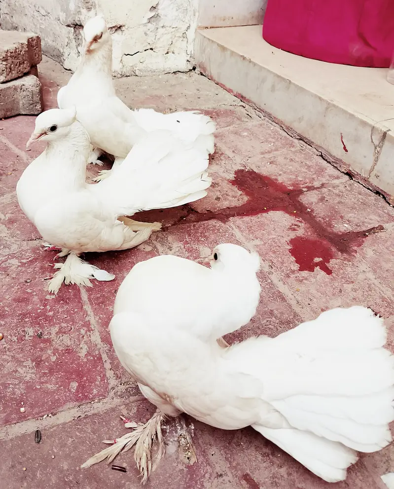 lakay kabuter 1 breader pair+ 1 male +2 chicks