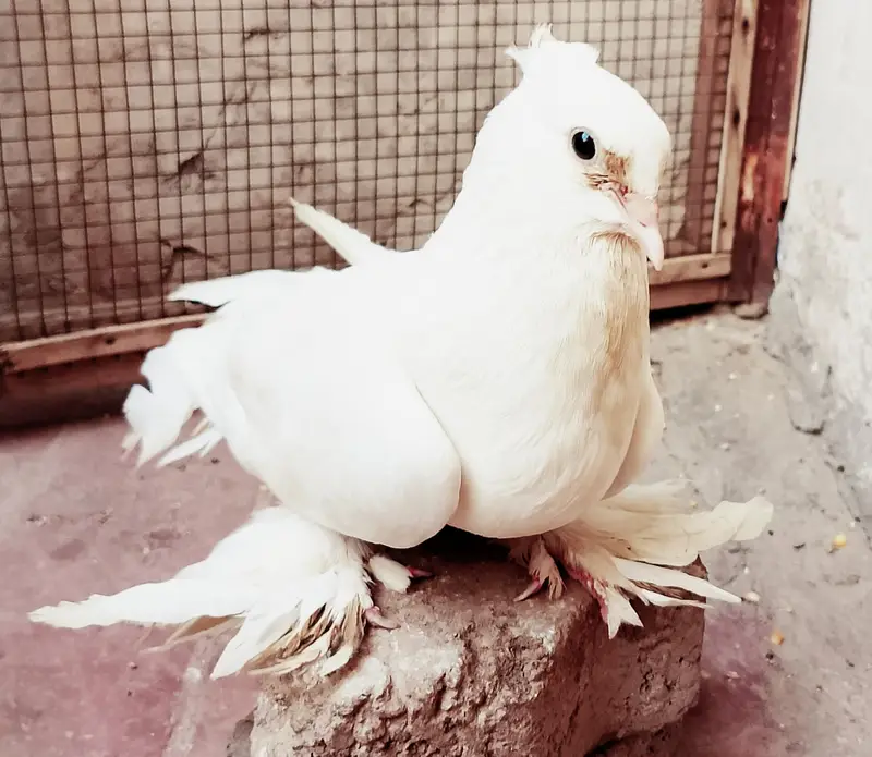 lakay kabuter 1 breader pair+ 1 male +2 chicks — photo 2