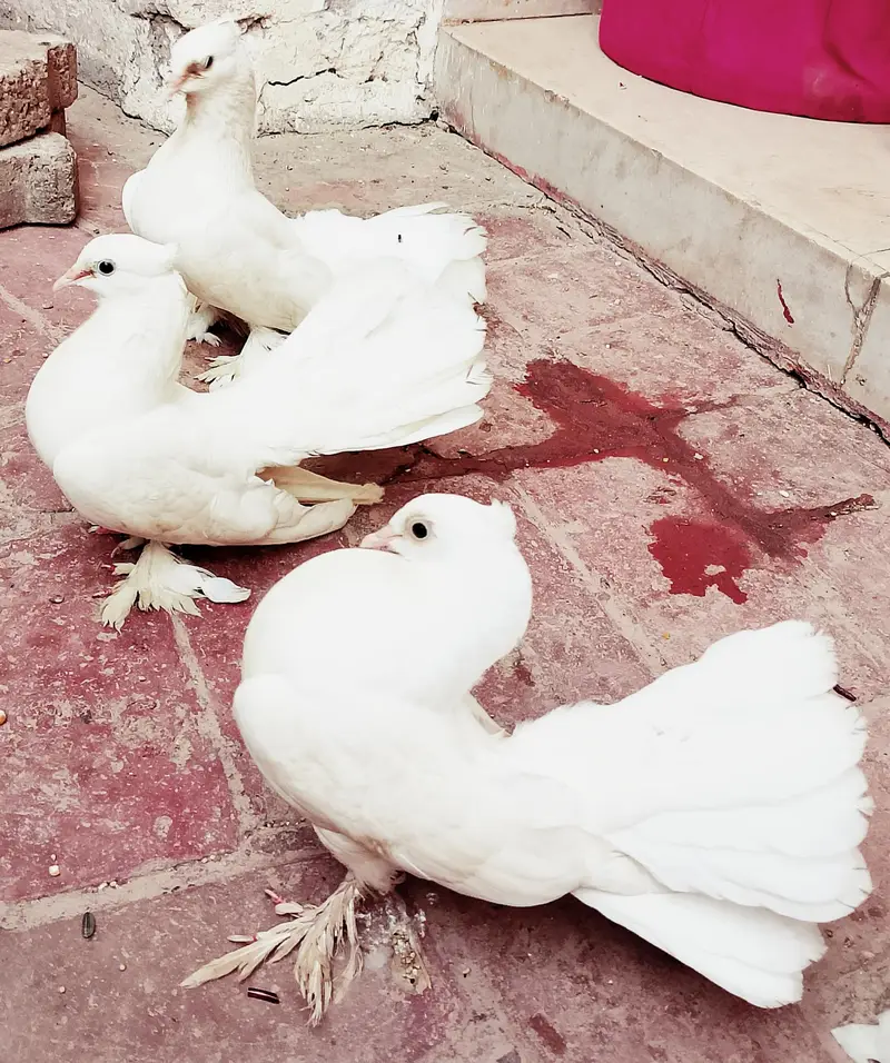 lakay kabuter 1 breader pair+ 1 male +2 chicks — photo 3