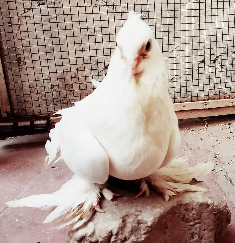 lakay kabuter 1 breader pair+ 1 male +2 chicks — photo 4