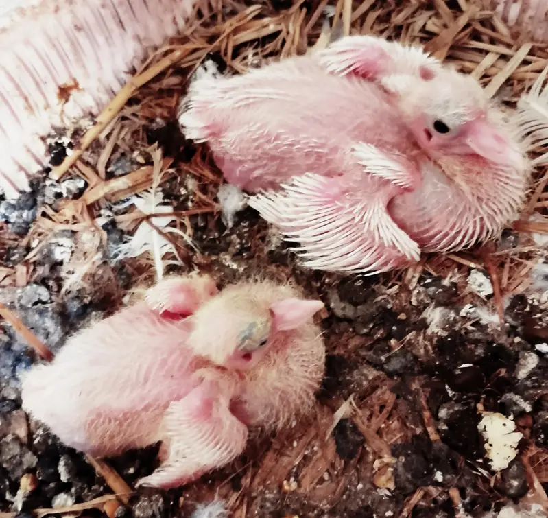 lakay kabuter 1 breader pair+ 1 male +2 chicks — photo 5