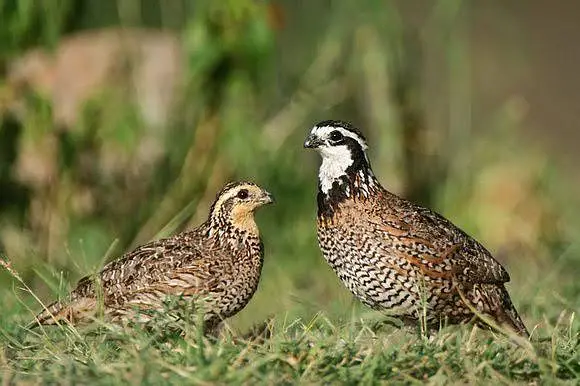 Bob white quail