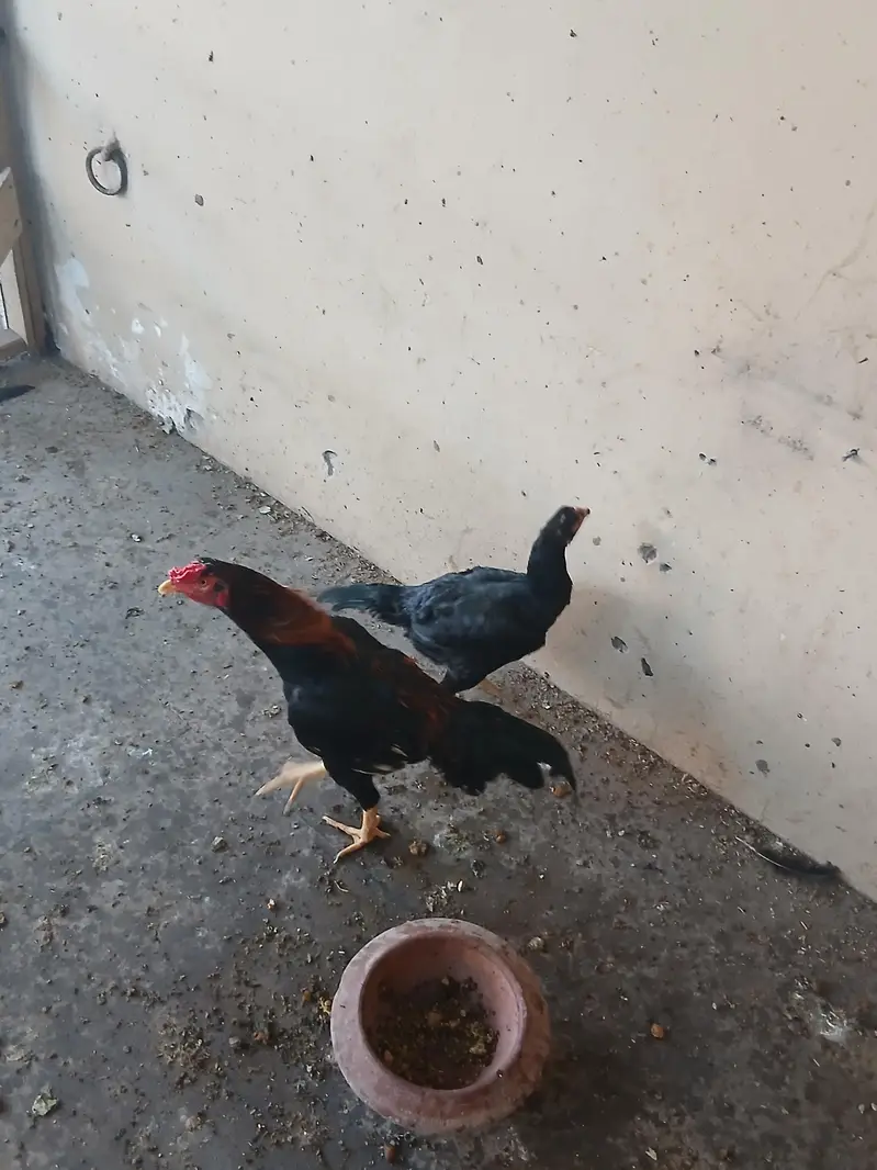 eggs da raha — photo 2