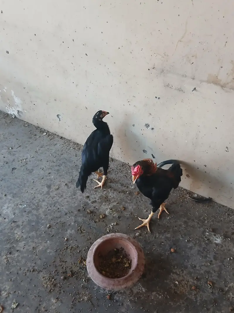 eggs da raha — photo 3