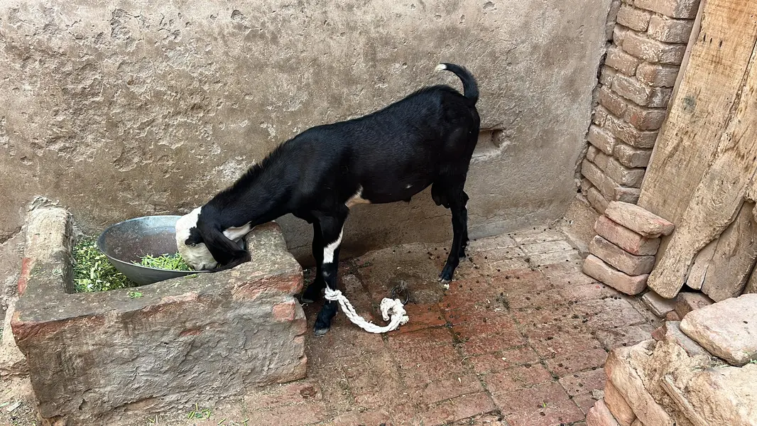 kala bada Bakra for sale — photo 2