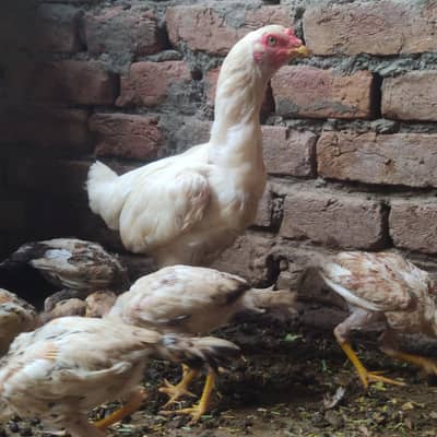 Paper White Aseel Murgi with 6 chick's for sale