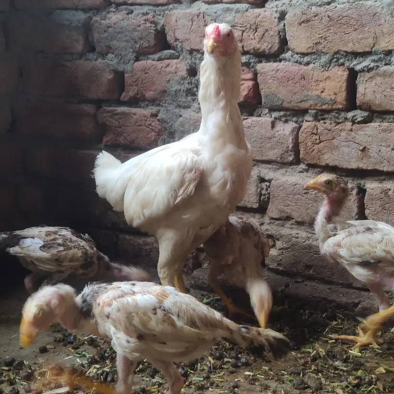 Paper White Aseel Murgi with 6 chick's for sale — photo 2