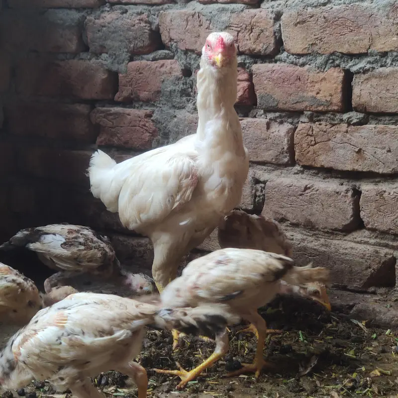 Paper White Aseel Murgi with 6 chick's for sale — photo 3