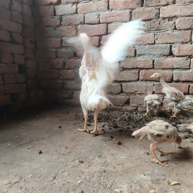 Paper White Aseel Murgi with 6 chick's for sale — photo 4