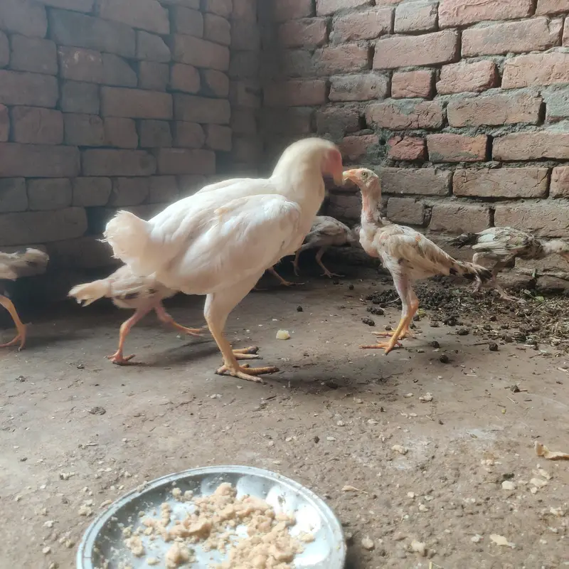 Paper White Aseel Murgi with 6 chick's for sale — photo 5