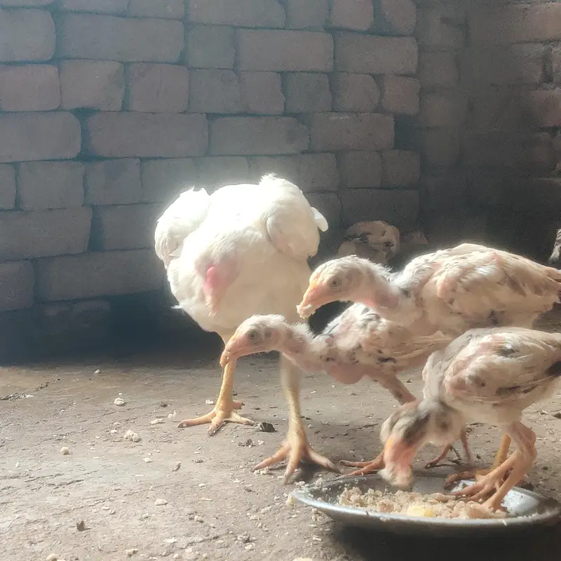 Paper White Aseel Murgi with 6 chick's for sale — photo 6