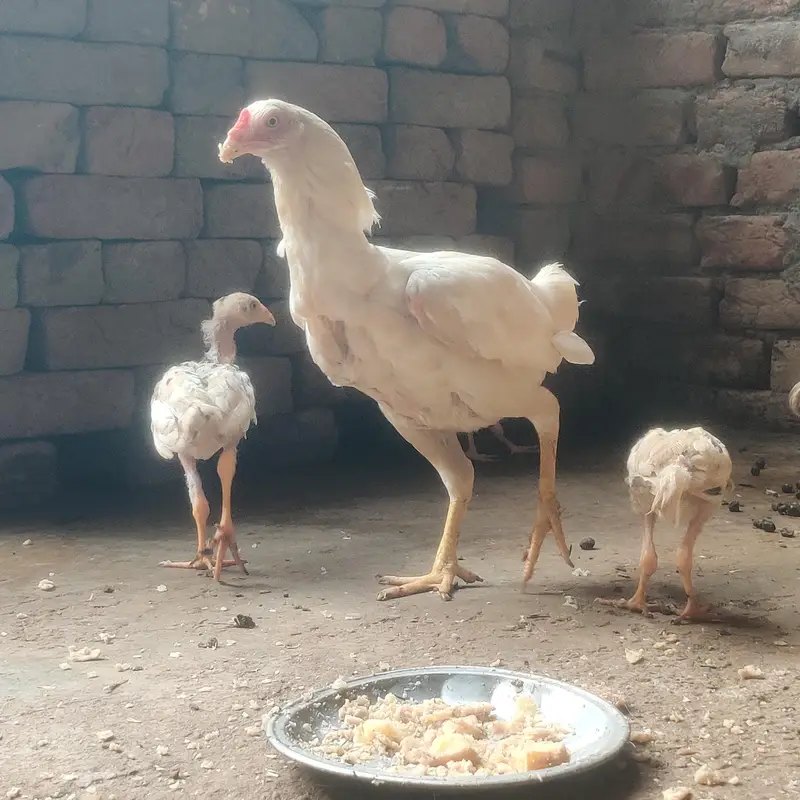 Paper White Aseel Murgi with 6 chick's for sale — photo 7