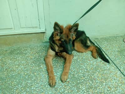 GERMAN SHEPHERD FOR SALE DOUBLE COAT