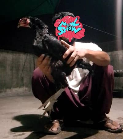 1 male White shamo 1 female Japanese pakoya