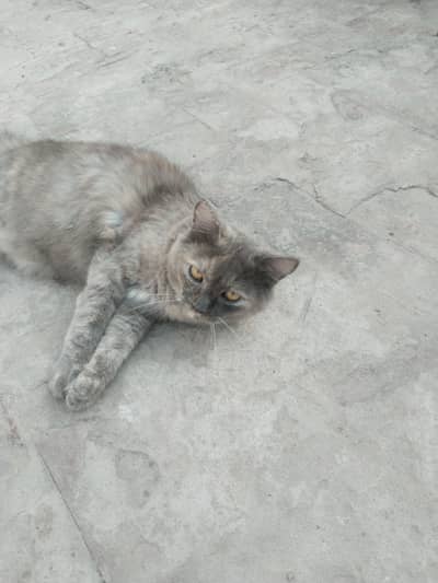 gray female with golden shade