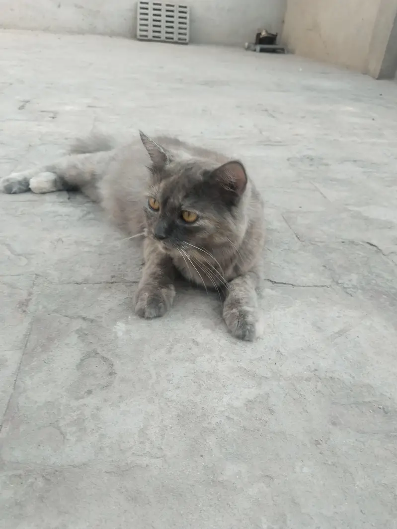 gray female with golden shade — photo 3