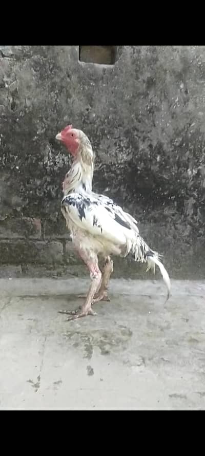 Aseel mianwali pair