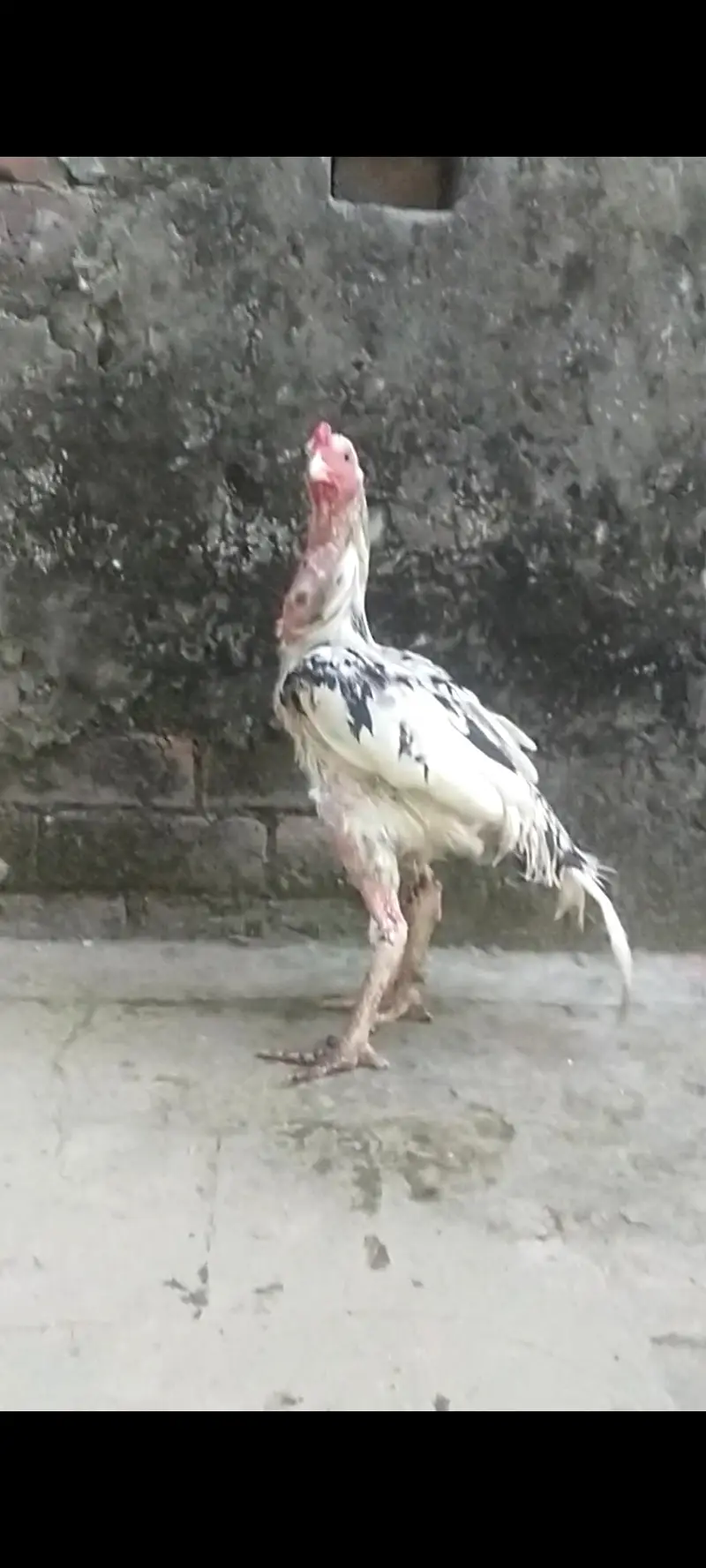 Aseel mianwali pair — photo 2