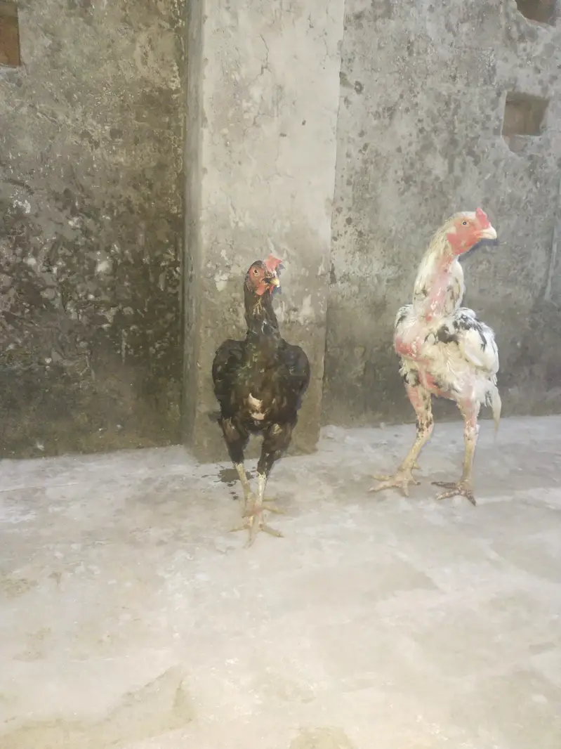 Aseel mianwali pair — photo 3