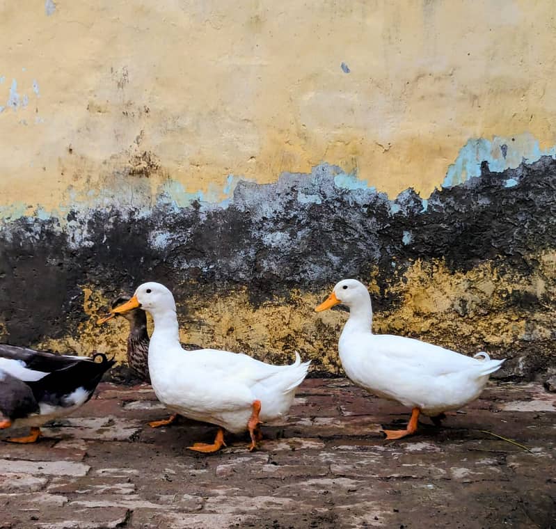 White ducks 1