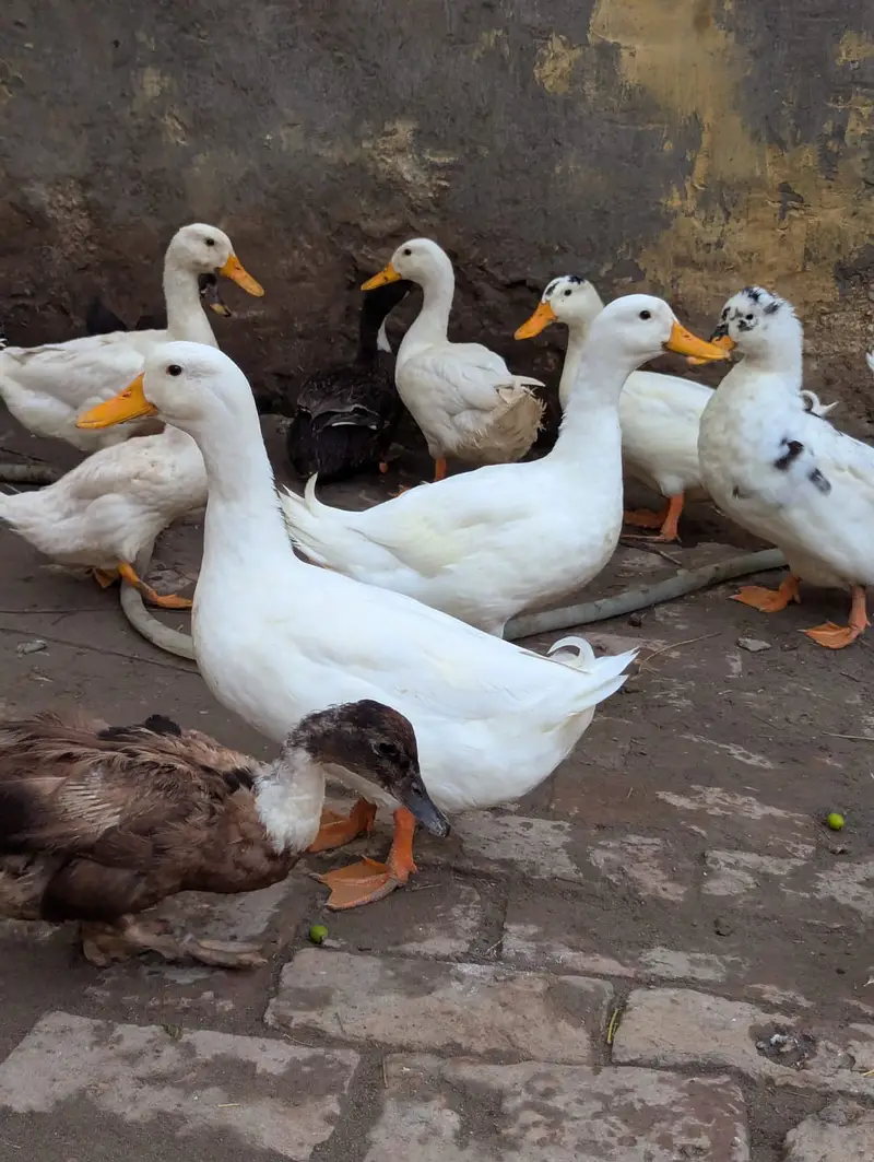 White ducks — photo 6